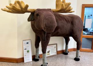 Max the Moose has been relocated to the New Hampshire Department of Education headquarters.